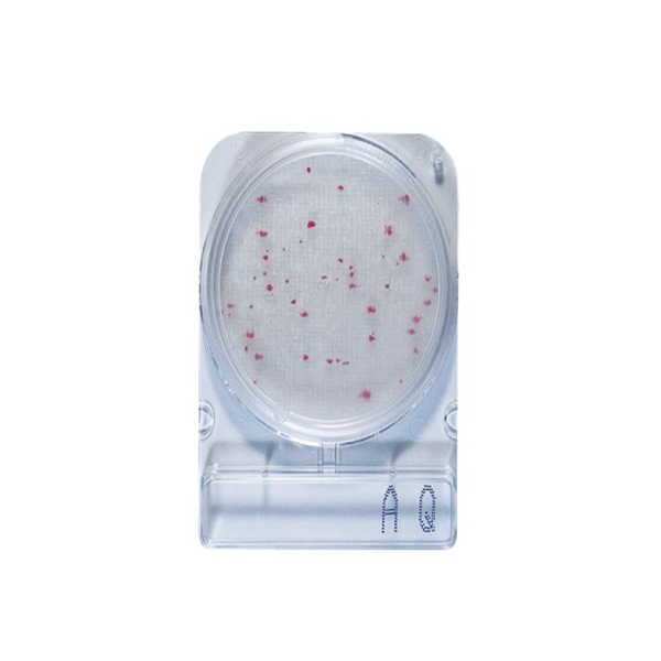 微生物快篩測試組_水質總生菌(異營菌) Compact Dry AQ 1
