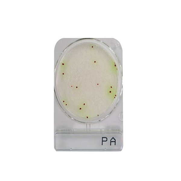 微生物快篩測試組_綠膿桿菌 Compact Dry PA 1